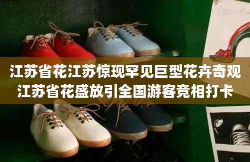 江苏省花江苏惊现罕见巨型花卉奇观江苏省花盛放引全国游客竞相打卡